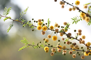 Vachellia nilotica flowers. Its other names gum arabic tree, babul, thorn mimosa, Egyptian acacia...