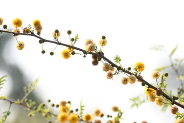 Vachellia nilotica flowers. Its other names gum arabic tree, babul, thorn mimosa, Egyptian acacia and thorny acacia. This is a tree in the family Fabaceae. Yellow Wildflower.