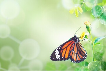 Monarch butterfly on flower stamen macro shot