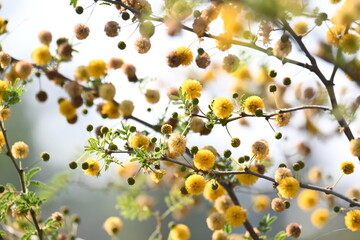 Vachellia nilotica flowers. Its other names gum arabic tree, babul, thorn mimosa, Egyptian acacia and thorny acacia. This is a tree in the family Fabaceae. Yellow Wildflower.