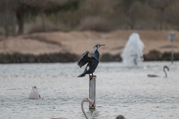 Great Cormorant Perched in the middle of Qudra Lake in the desert of Dubai