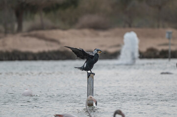 Great Cormorant Perched in the middle of Qudra Lake in the desert of Dubai