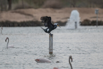 Great Cormorant Perched in the middle of Qudra Lake in the desert of Dubai