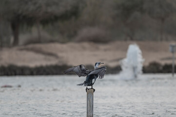 Great Cormorant Perched in the middle of Qudra Lake in the desert of Dubai