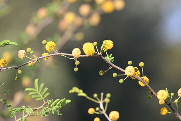 Vachellia nilotica flowers. Its other names gum arabic tree, babul, thorn mimosa, Egyptian acacia and thorny acacia. This is a tree in the family Fabaceae. Yellow Wildflower.