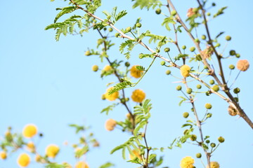 Vachellia nilotica flowers. Its other names gum arabic tree, babul, thorn mimosa, Egyptian acacia and thorny acacia. This is a tree in the family Fabaceae. Yellow Wildflower.