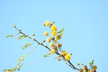 Vachellia nilotica flowers. Its other names gum arabic tree, babul, thorn mimosa, Egyptian acacia and thorny acacia. This is a tree in the family Fabaceae. Yellow Wildflower.