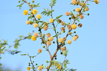 Vachellia nilotica flowers. Its other names gum arabic tree, babul, thorn mimosa, Egyptian acacia and thorny acacia. This is a tree in the family Fabaceae. Yellow Wildflower.