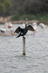 Great Cormorant Perched in the middle of Qudra Lake in the desert of Dubai