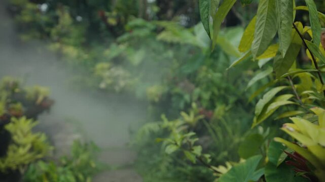 Tropical plants with fog in lush green garden