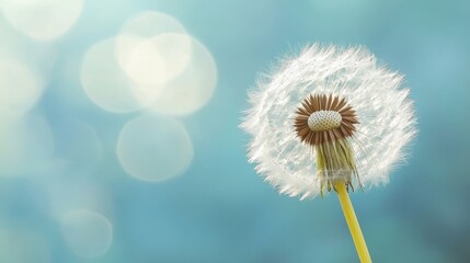 A delicate dandelion flower head against a soft blue background