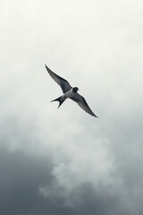 Obraz premium A solitary bird in flight against a muted sky, wings outstretched, showcasing its grace and freedom.