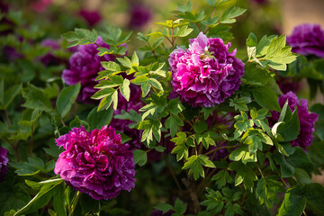 Purple and pink peonies