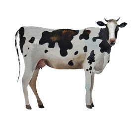 Watercolor cow on a white background
