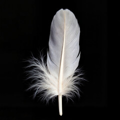 Delicate white feather resting on black background, fragility personified