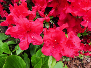 Red Rhododendron Blossoms