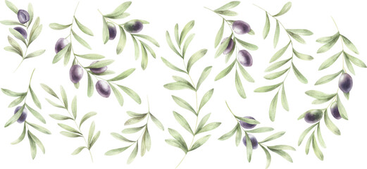 Set of watercolor vector olive branches for design.
