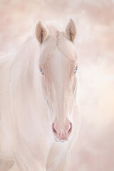 Akhal teke perlino horse with blue eyes