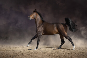 Bay horse free run in desert