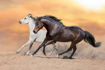 Horses run gallop