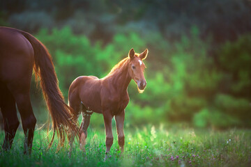 Mare with foal portrait