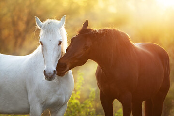 Two horses embracing in friendship in sunlight