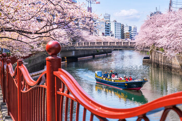 春の横浜の都市風景　桜咲く大岡川を行く観光船【神奈川県・横浜市】