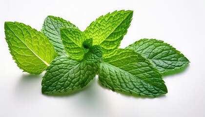 Fresh mint leaves on white: vibrant green, visible veins, soft texture.  Clean, simple, natural.  Herb close-up, pure freshness.

