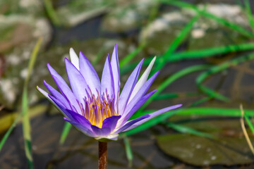 The purple-yellow and white water lily (Nymphaea tetragona), commonly known as the dwarf water...