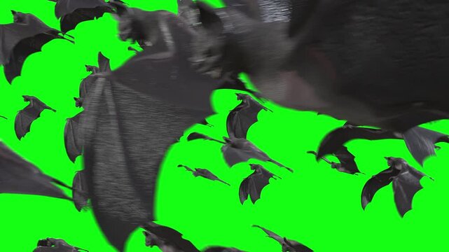 flock of bat, Flying  on Green Screen, side view, transition. 3d animation rendering .	