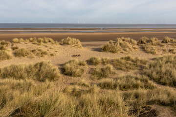 Fototapeta premium Marram grass in sand dunes at coast with wind farm on horizon