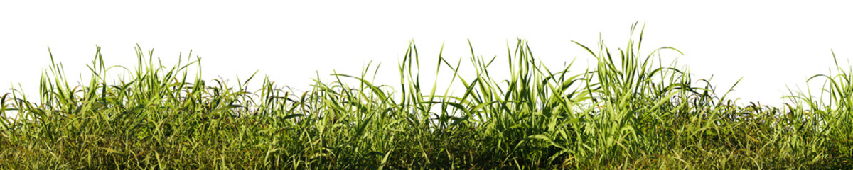 Field of tall green grass on transparent background. 3D rendering illustration