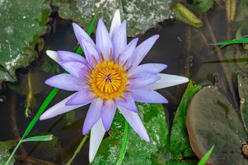 The purple-yellow and white water lily (Nymphaea tetragona), commonly known as the dwarf water lily, is a water lily in the Nymphaeaceae family. This photo was taken in Myanmar.