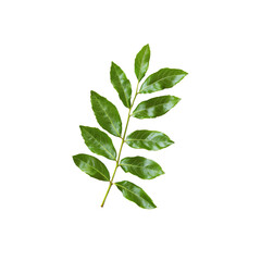 A Green Curry Leaves isolated png.