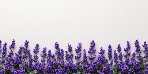 Naklejka premium Lavender flowers isolated on white background ,