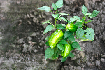 Green pepper on the Bush.