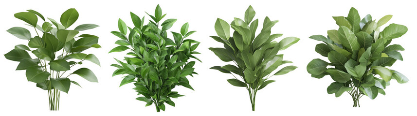 Obraz premium a collection of lush green bushes arranged together. isolated on transparent background 