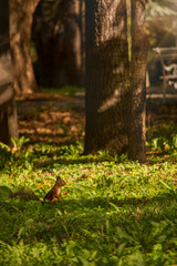Cute red squirrel in the sunny autumn