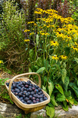 Plum harvesting, picking ripe fruit, placing into a wicker basket. Fresh homegrown hand picked summer fruits, straight from the tree.