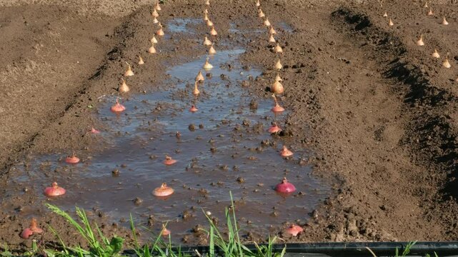 The onion bed is watered with water from a hose. Concept of natural organic bio farming in agriculture and spring gardening. Sowing and planting. 