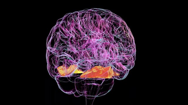 Fusiform gyrus in human brain, animation