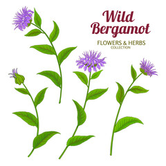 Wild Bergamot Plant with Flowers and Leaves Colored Detailed Illustration. Essential oil ingredient for aromatherapy, health care, alternative medicine. Vector isolated for design or decoration.