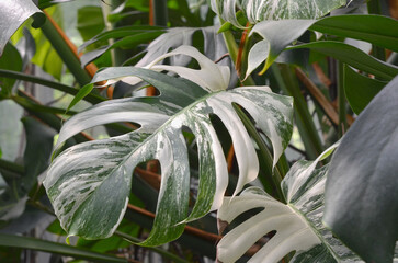 Monsters deliciosa 'Albo Variegata' green-white variegated leaves with slits  and holes .Growing monstera plant , planting tropical rainforest plants concept. © Mariana