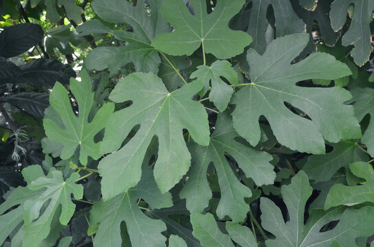 Fig tree leaves background.  Ficus carica  green plant closeup photo.Botanical plant  background.
