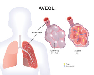 Obraz premium Aveoli lungs illustration oxygen supply organ
