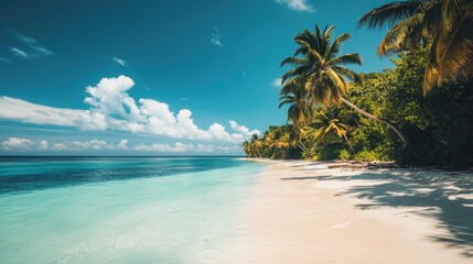 Beautiful beach scene featuring palm trees white sand and blue water