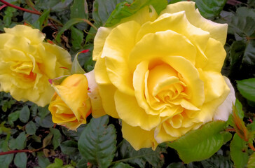 Yellow Roses