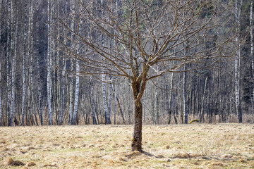 
A tree with bare branches towering over a field of dry grass, with a forest in the background.