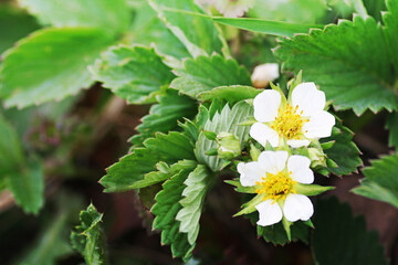 Large white flowers among the green strawberry leaves.