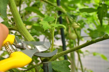 Tomato stepson is removed with pruning shears.